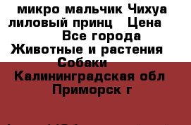 микро мальчик Чихуа лиловый принц › Цена ­ 90 - Все города Животные и растения » Собаки   . Калининградская обл.,Приморск г.